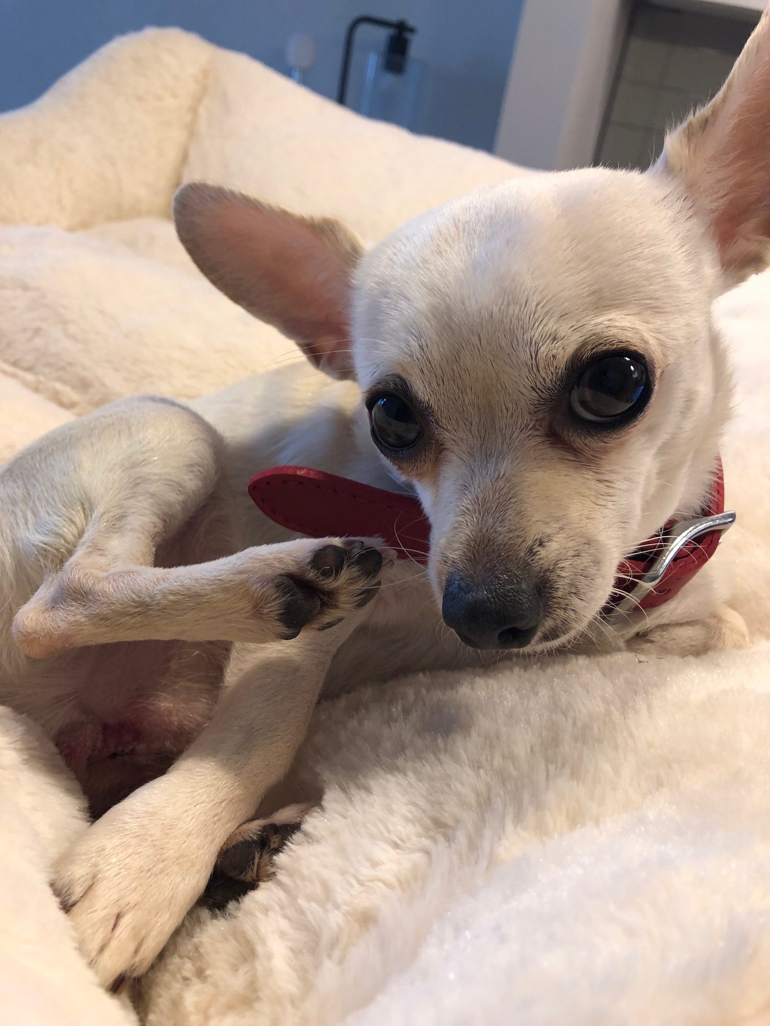 Gumbo_03.jpg-e1559748708840