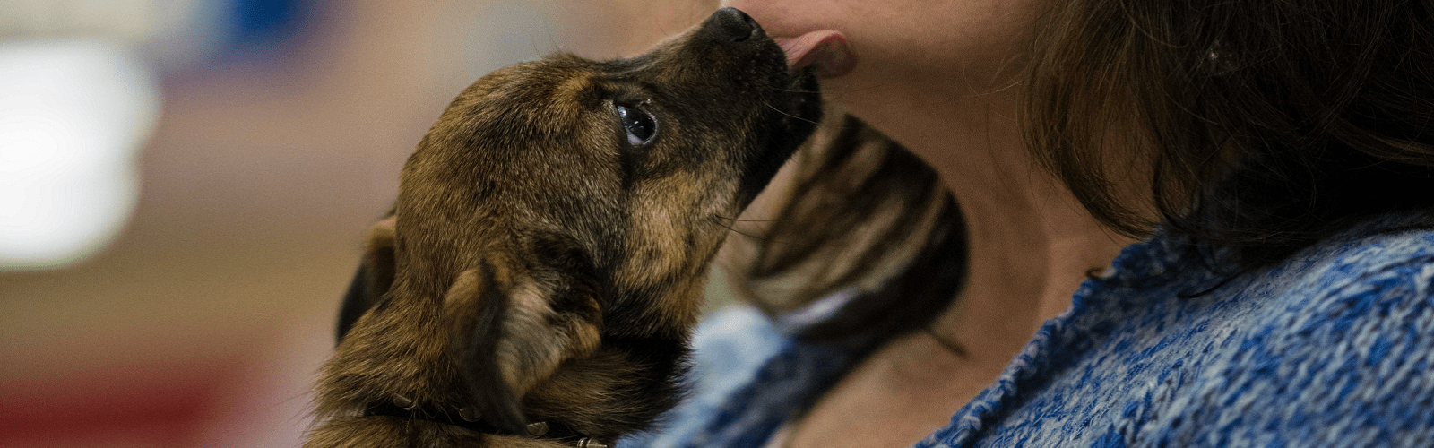 puppy_01