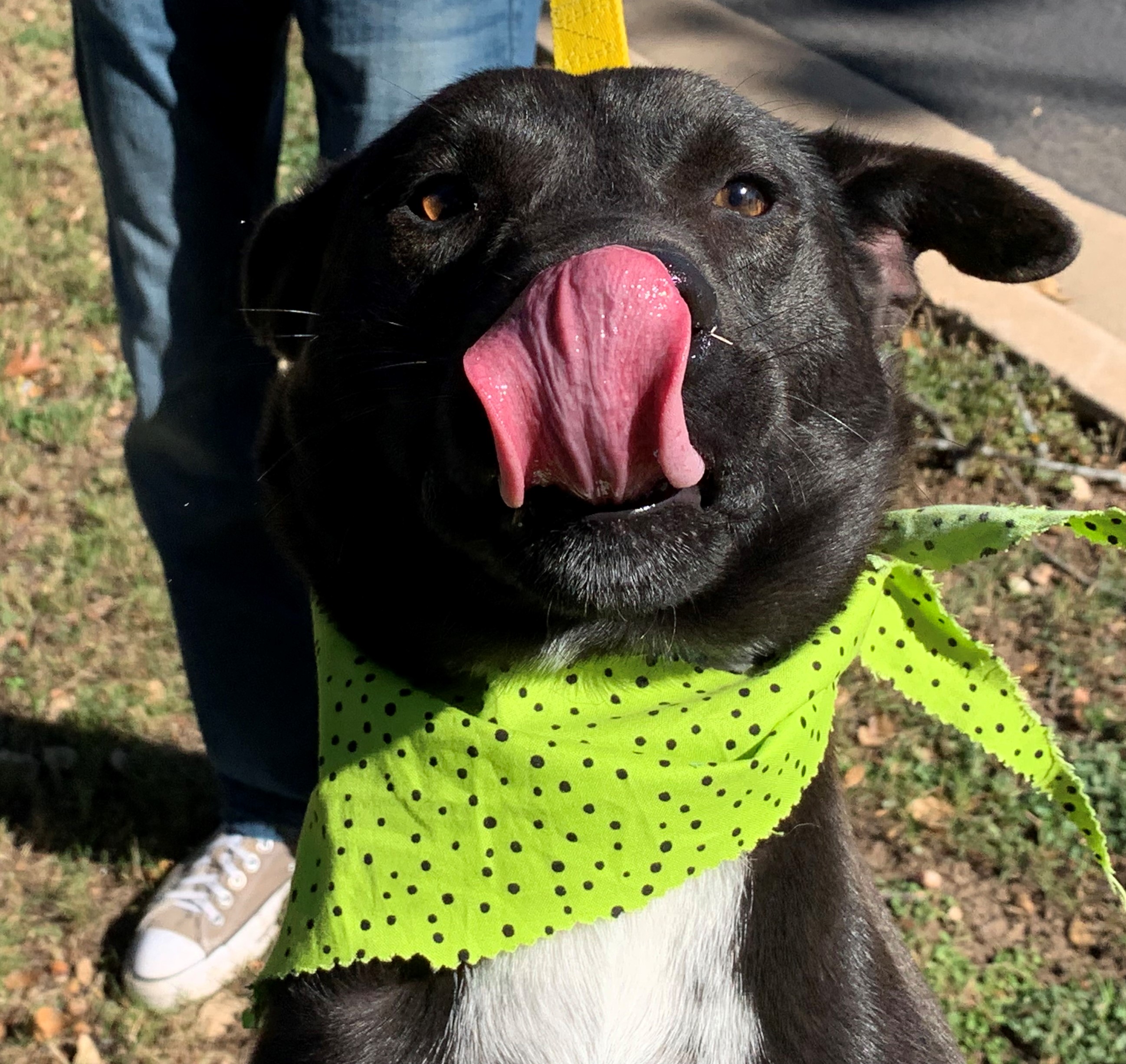 Black Jack with tongue out