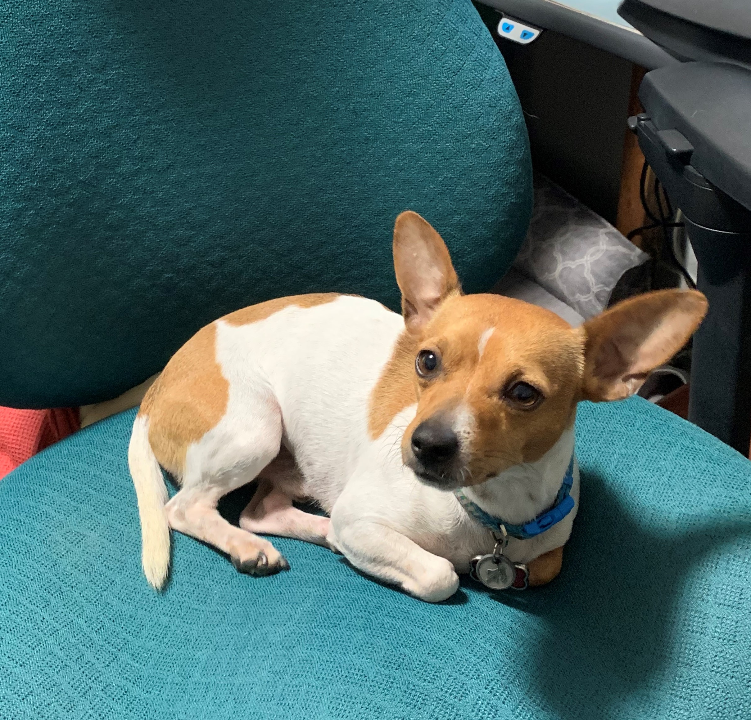 Archie in office chair