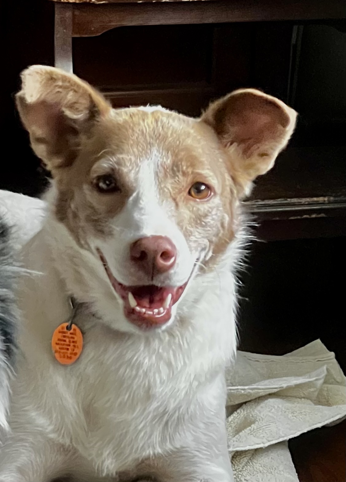 Piper