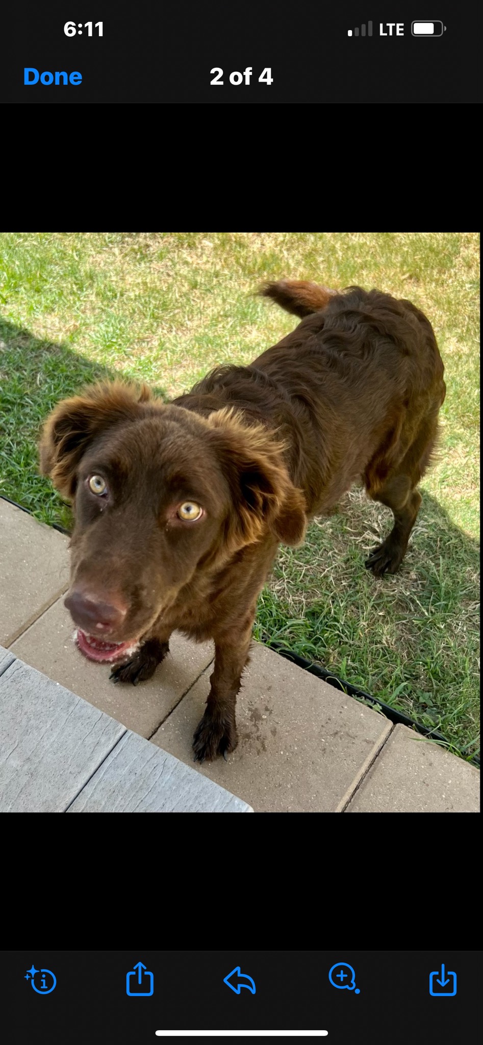 Copper Penny