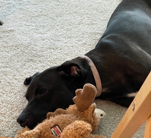 Ellie napping