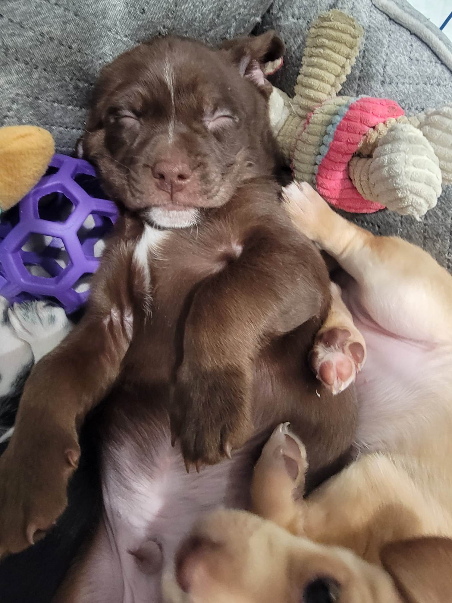 Goober (5)