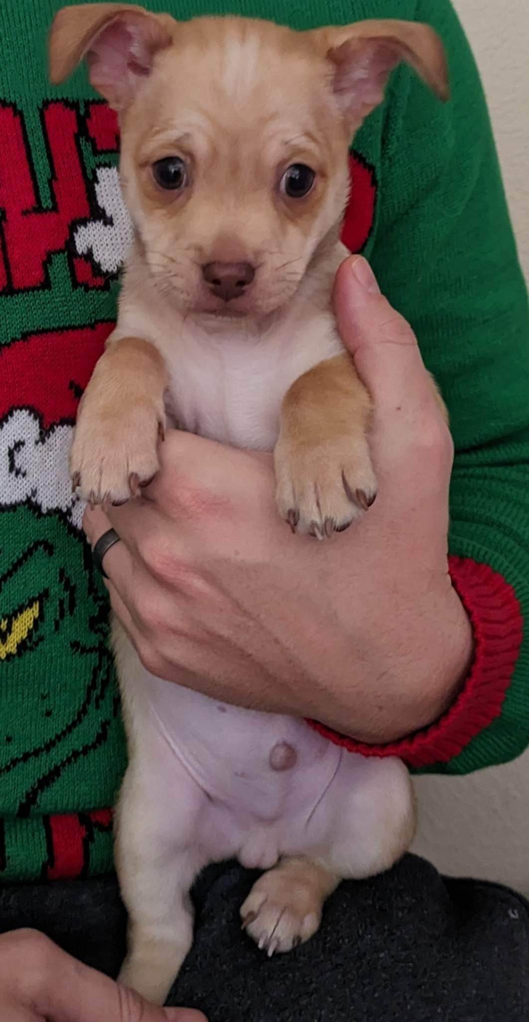 Reese (11)