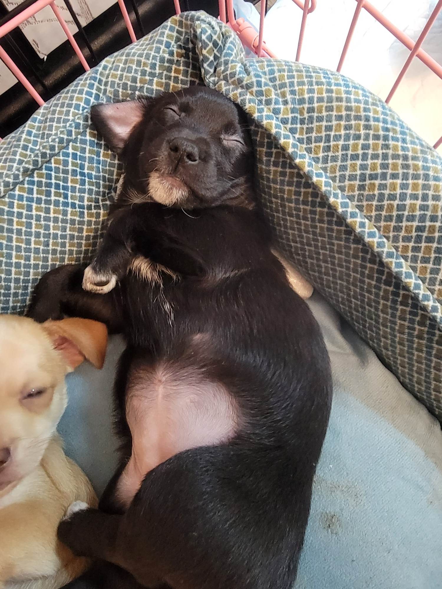 Snickers (5)