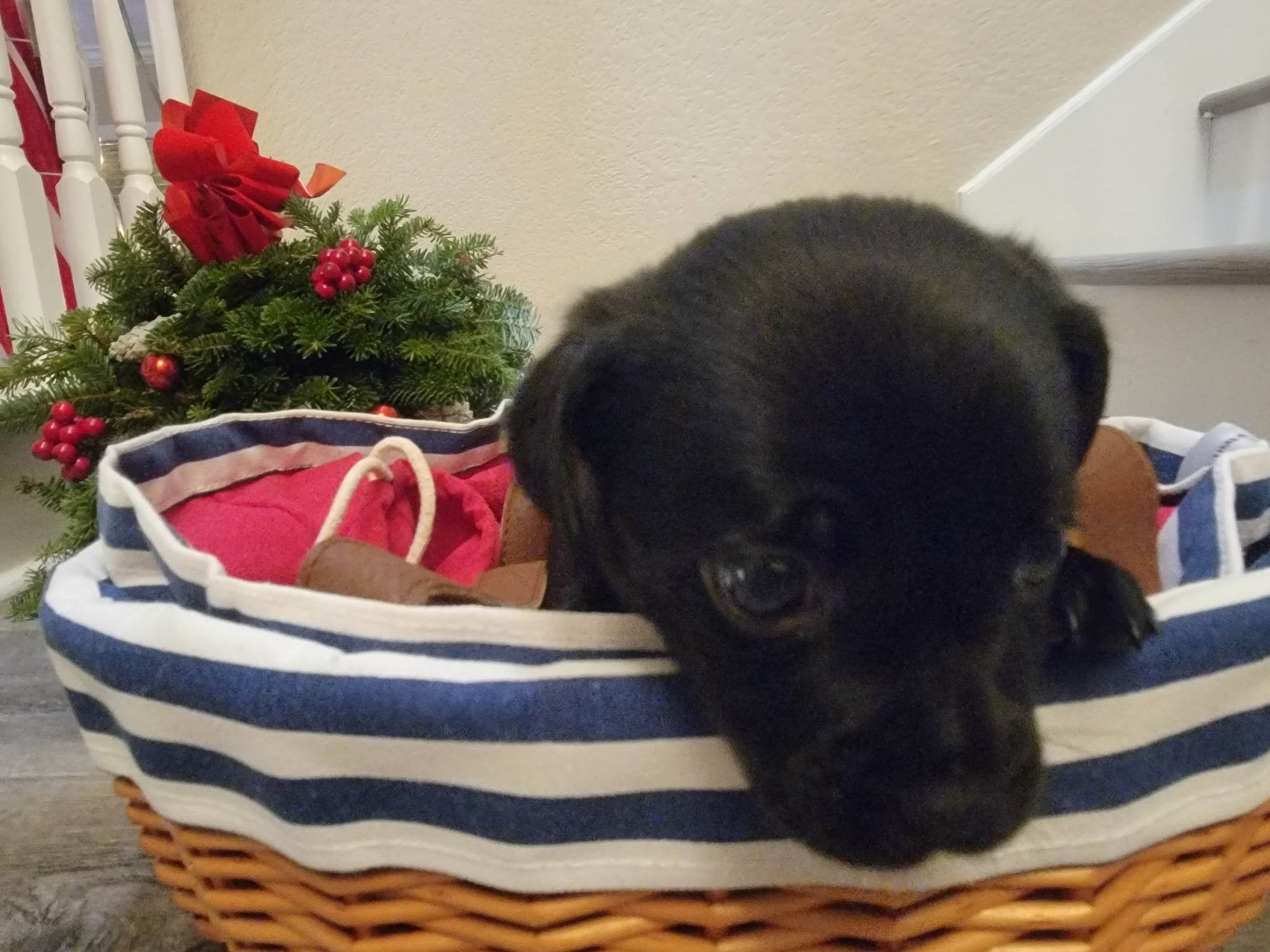 Snickers (9)
