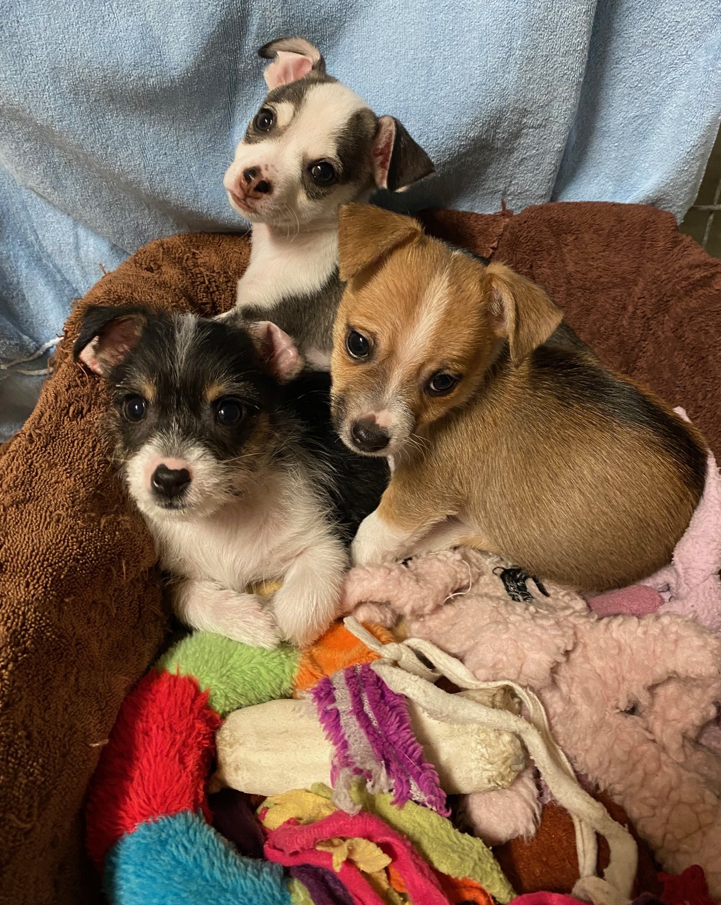 IMG_1006 Pups 022723