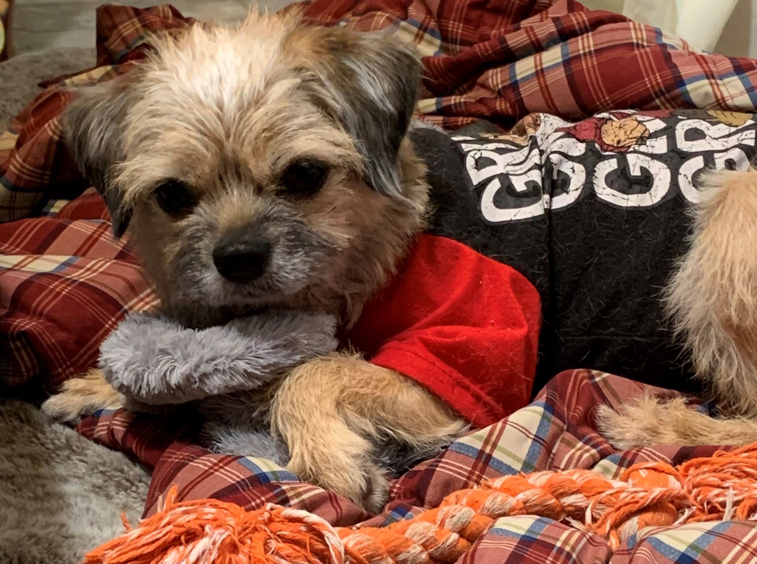 Boo in shirt