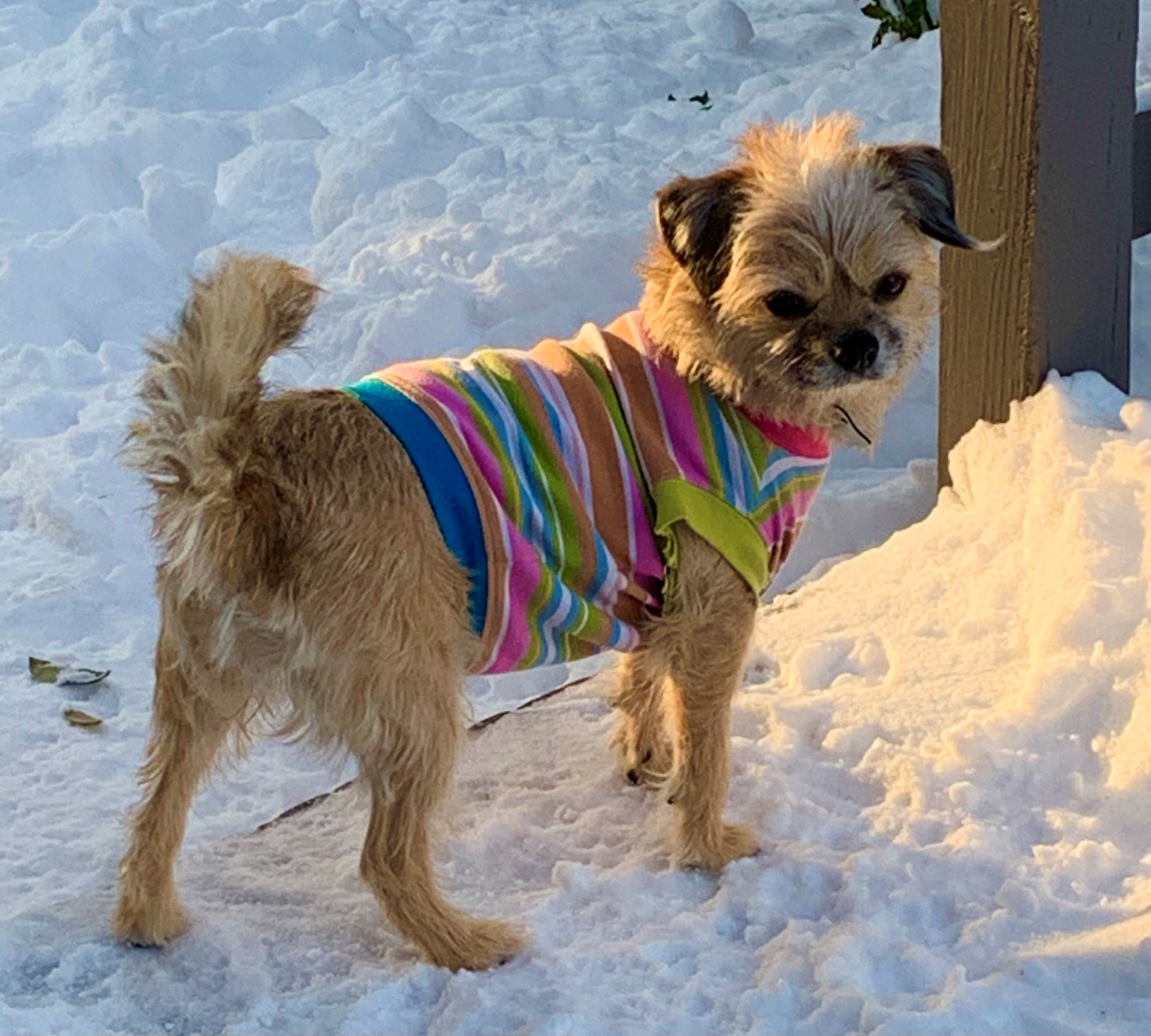 Boo in snow