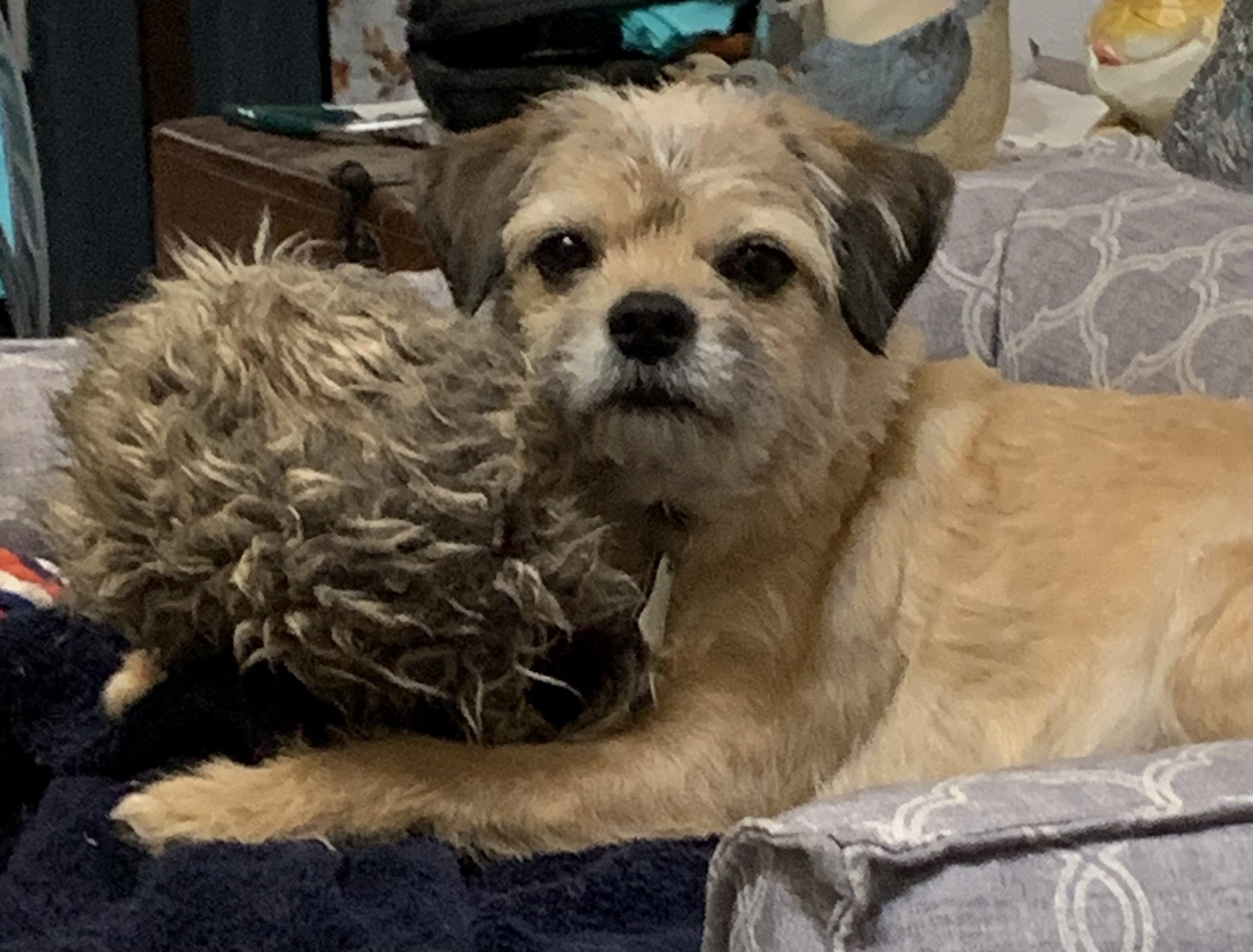Boo with woobie
