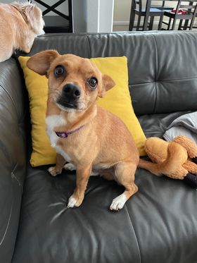 Paco4