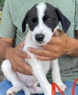 Domino