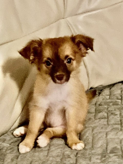 bella