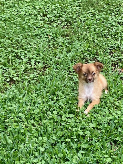 bella2