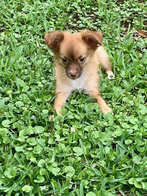bella3