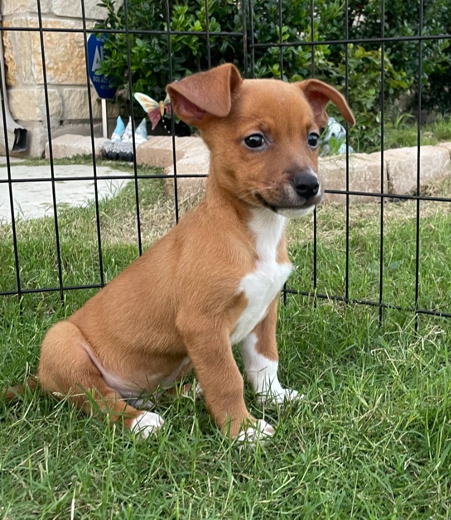 zeus