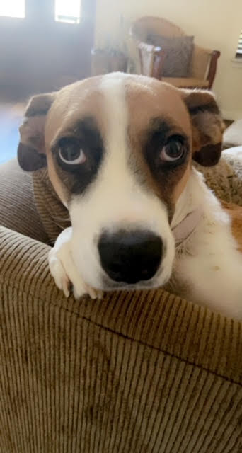 Daisy