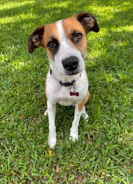 daisy4