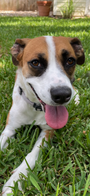 daisy4