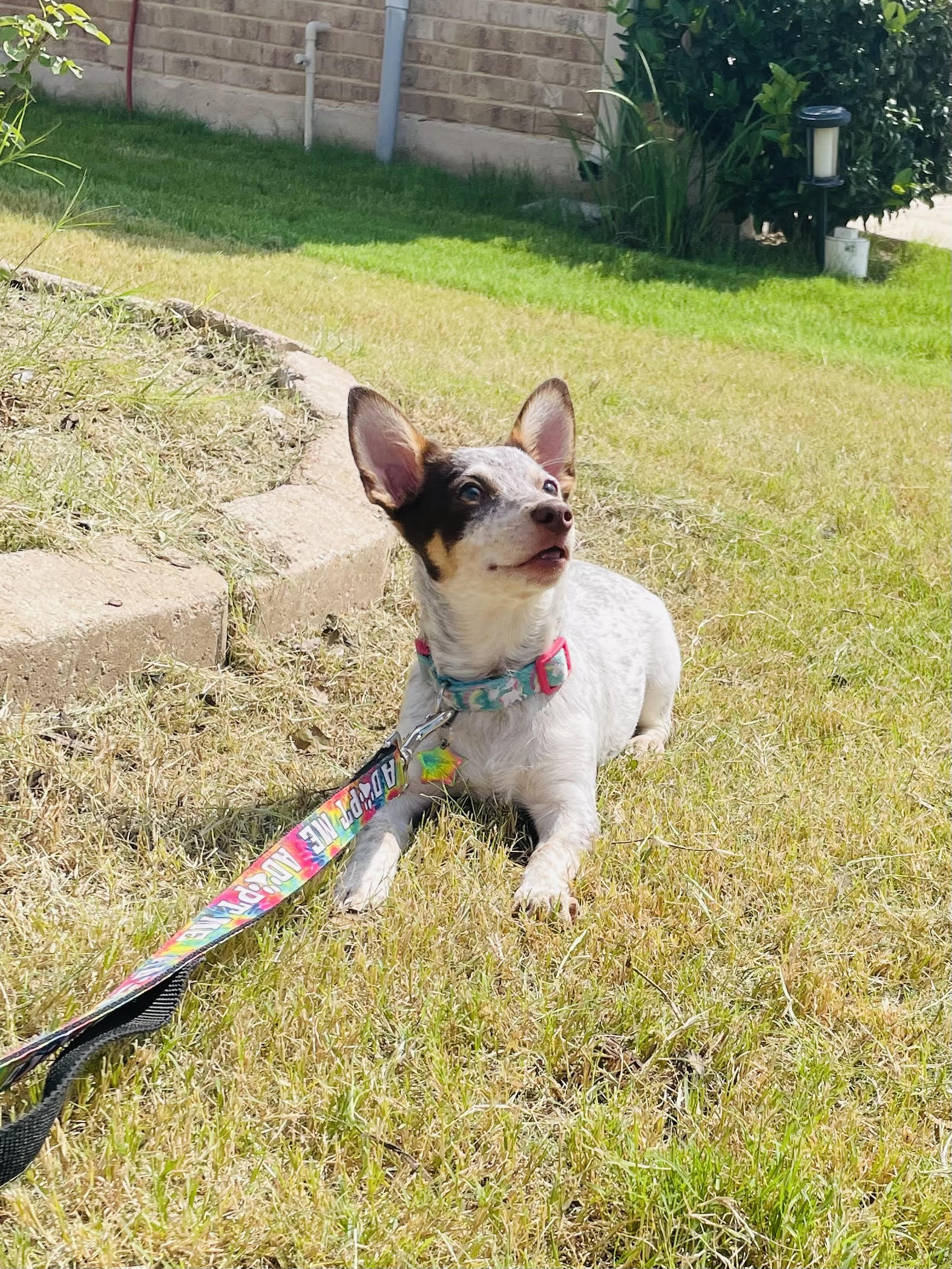 frankie2