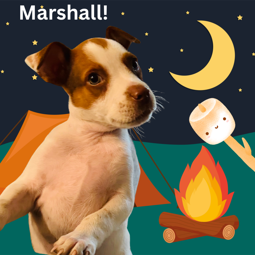 Marshall! (3)