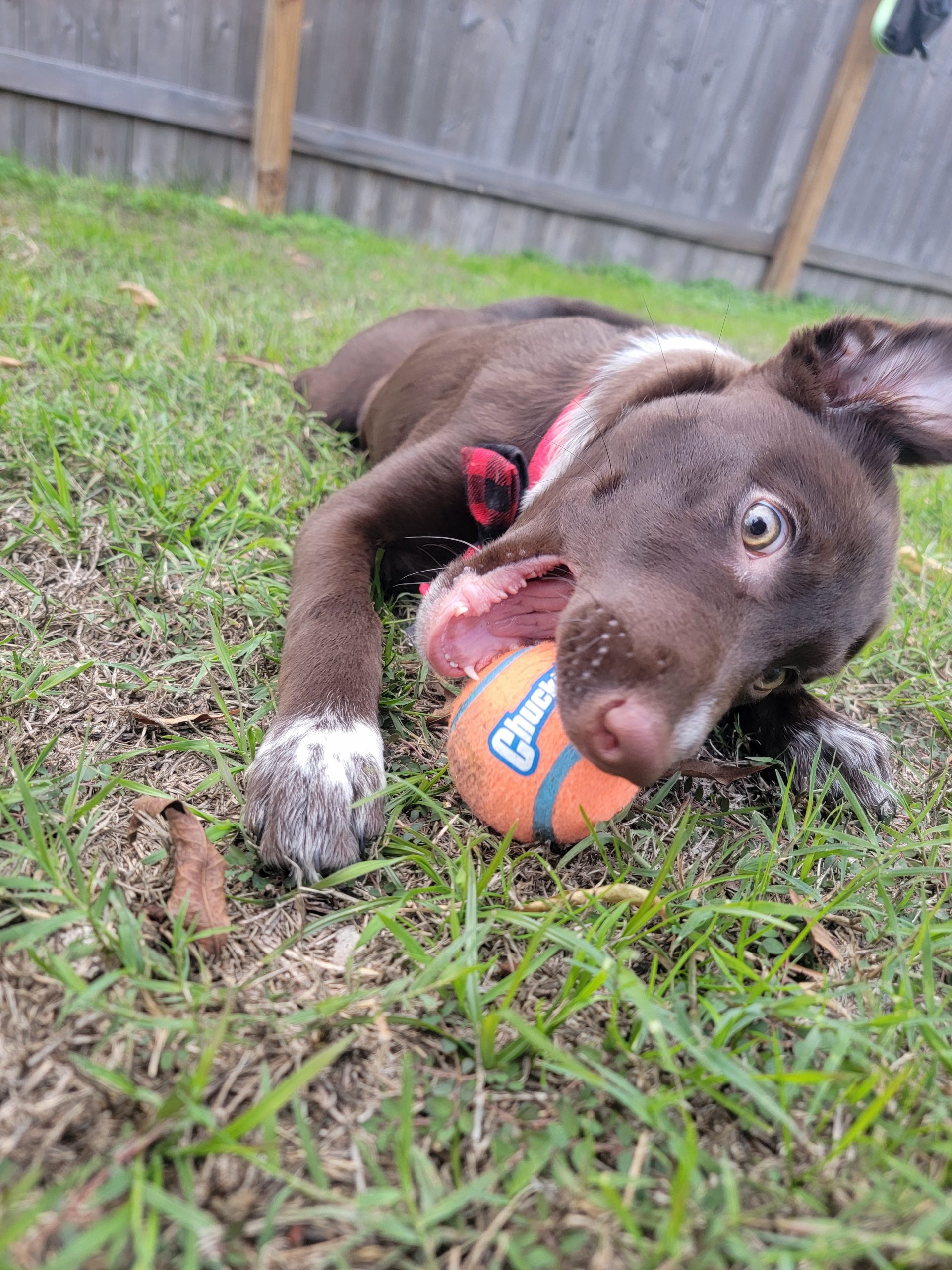 Ellie Jelly Belly (5)