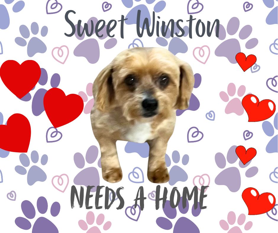 Sweet Winston