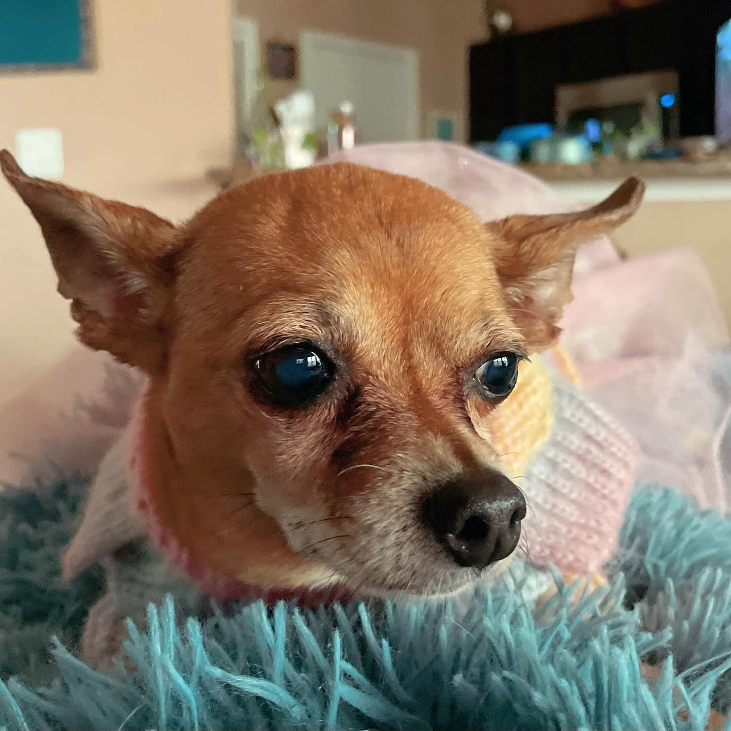 Tinkerbell6