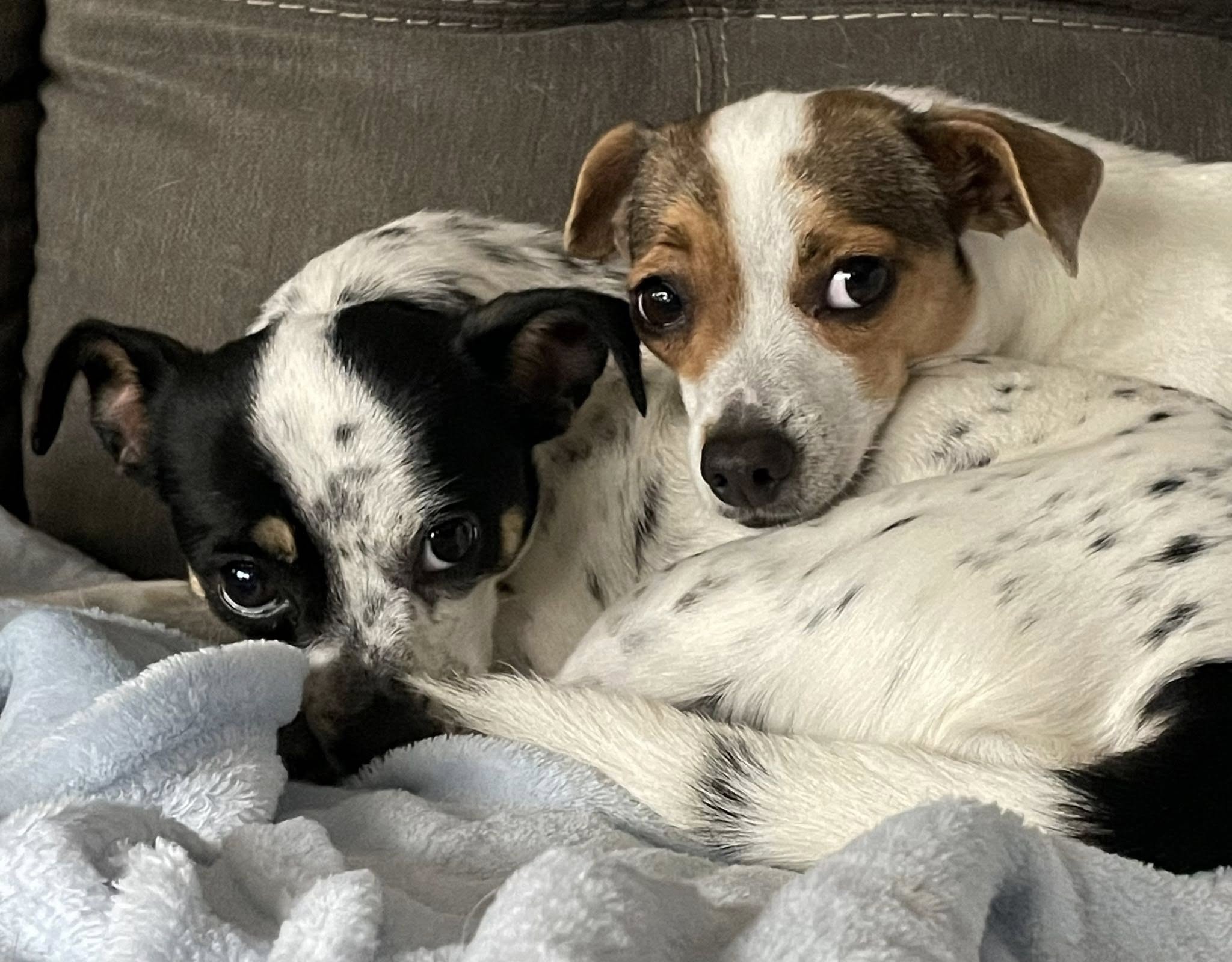 Pickles and Star2