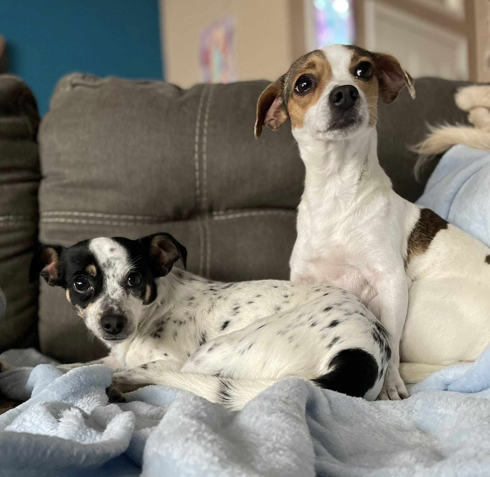 Pickles and Star3