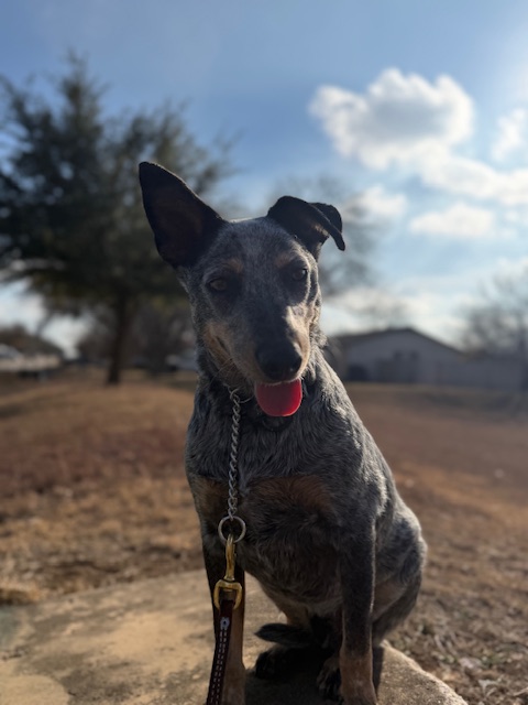 Cooper