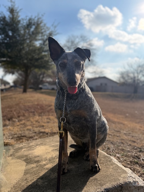 Cooper1