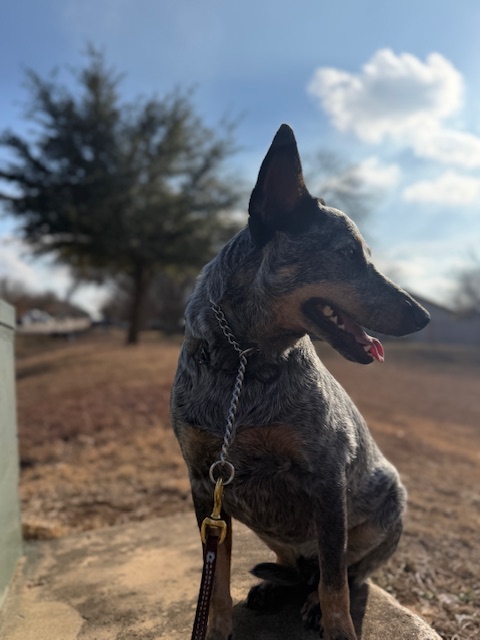 Cooper5
