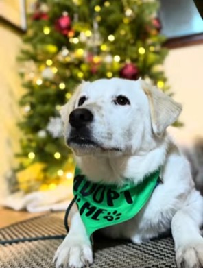 wilsonchristmas1